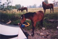 Horse nibbling on tent