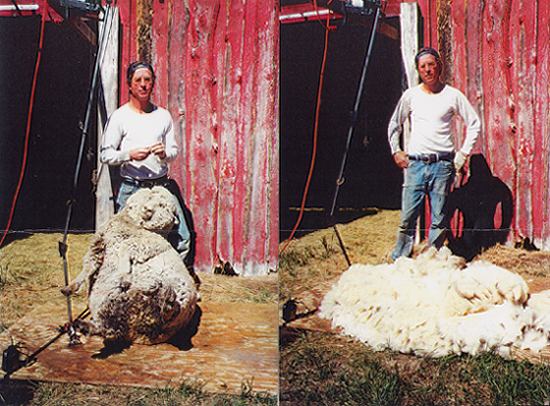 Jerry Iverson's last sheep sheared