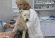 Clips from the movie 'The Rescuer'