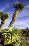 The Joshua tree, a conspicuous inhabitant of the Mojave Desert