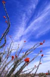 Ocotillo in bloom, Sonoran Desert in Arizona