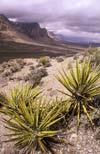 Yuccas just west of Las Vegas,  Mt. Charleston (11,918 feet), the highest in the Spring Mountains
