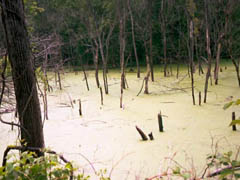 Missouri River bottom