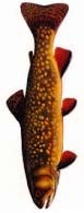 Brook Trout