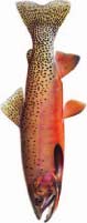 Westslope Cutthroat Trout