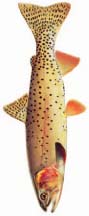 Yellowstone Cutthroat Trout