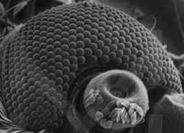 [Mosquito Eye]